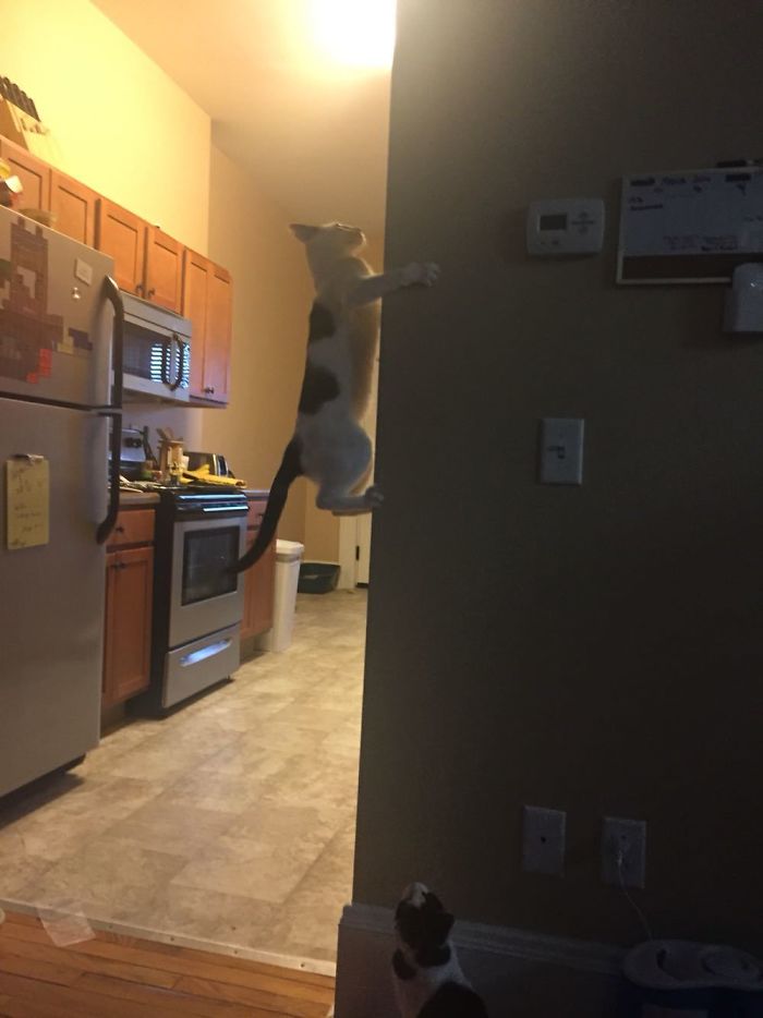 40 Cats Who Decided That Disobeying Their Owners Is Not Enough So They Defied The Laws Of Physics As Well