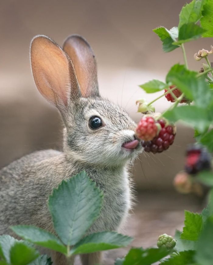 This Rabbit Eating Some Berries