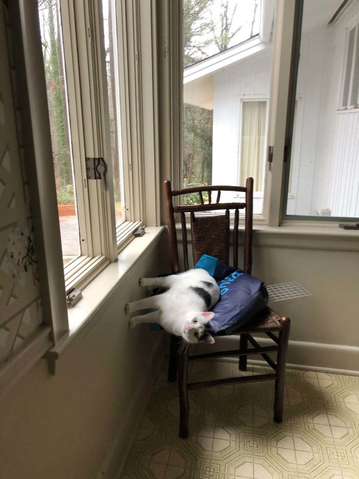 My Cat Having A Blast On His Favorite Chair