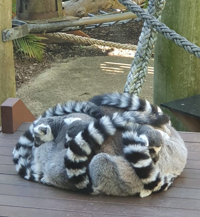 A Pile Of Lemurs Keeping Warm