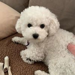 danhirsch1986 avatar