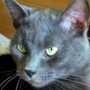 susie_rhapsody avatar