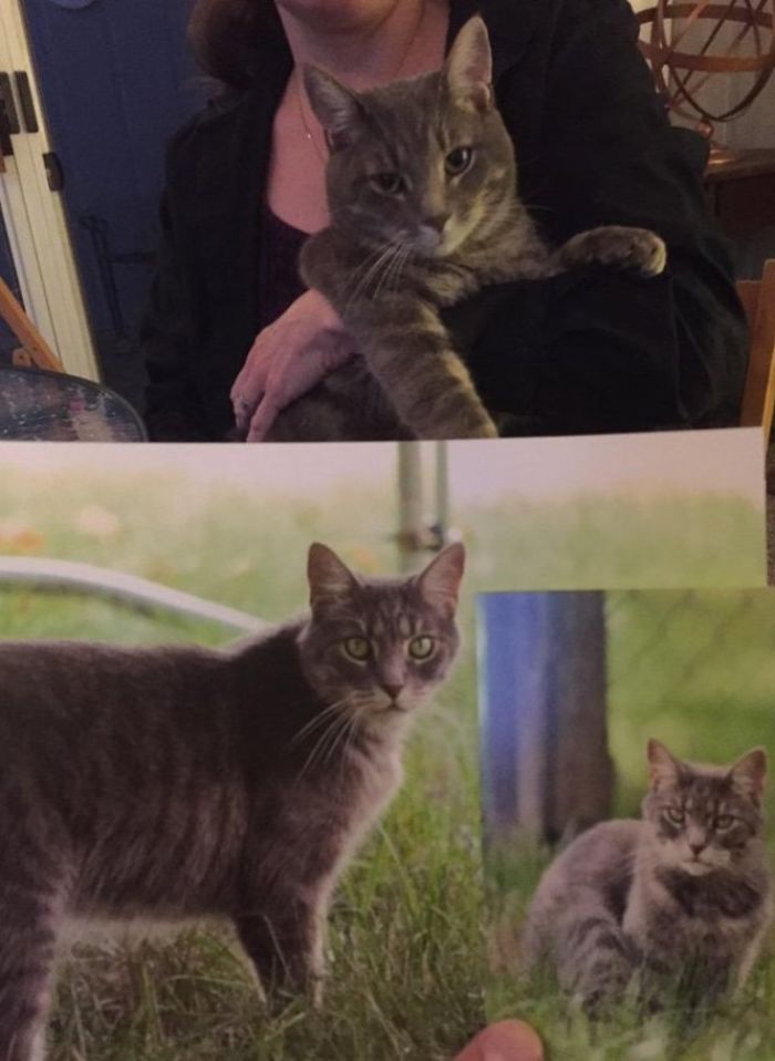 Long Lost Cat Returned Home After 18 Months
