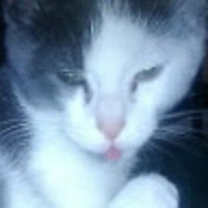 spinnerfidget avatar