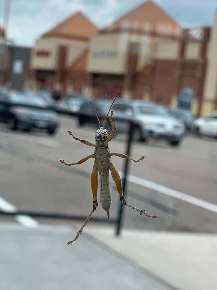 The Thorax Of This Bug Looks Like A Cat With Sunglasses