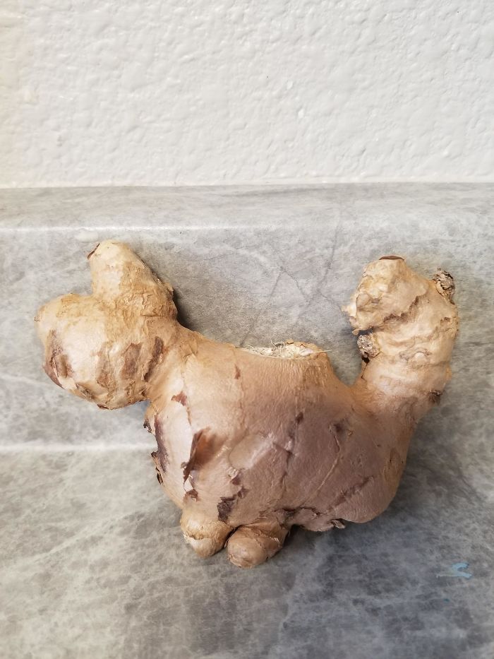 This Piece Of Ginger Looks Like A Cat