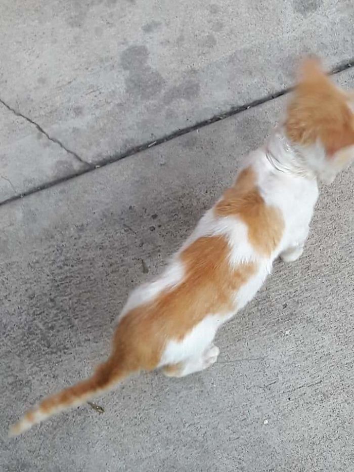 My Aunt's Cat's Back Looks Like A Cat
