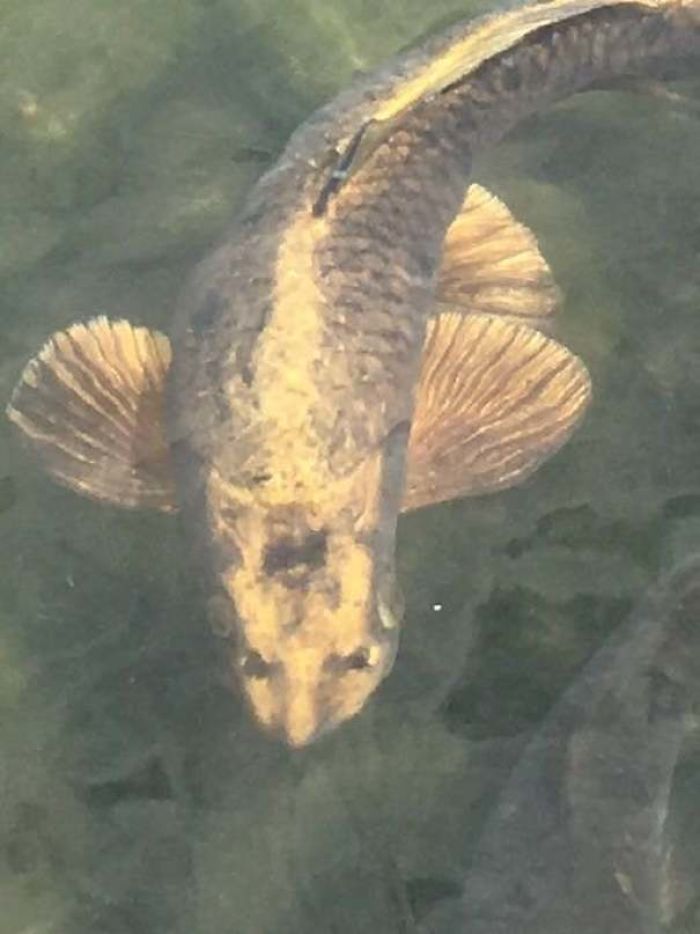 The Markings On This Fish Look Like A Cat