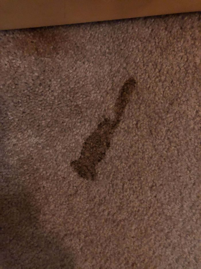 This Stain On My Brother's Carpet Looks Like An Aerial Silhouette Of A Cat Walking
