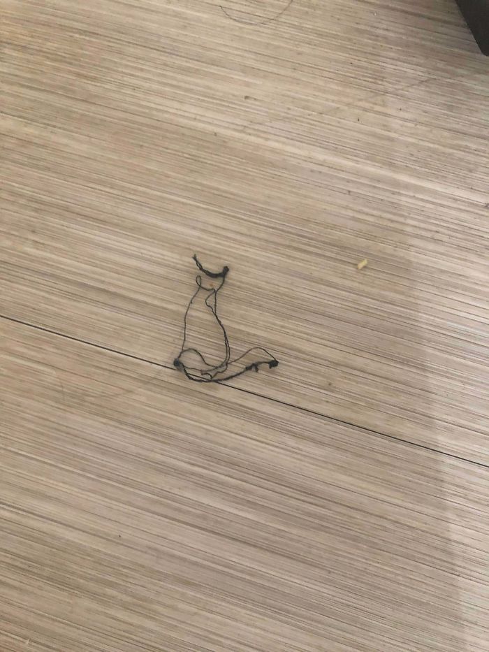 This Thread On My Floor That Looks Like A Cat