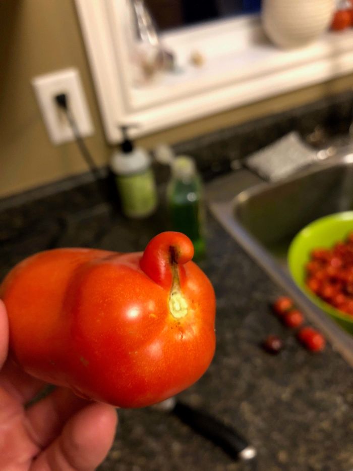 This Tomato I Grew Looks Like A Cats Butthole.