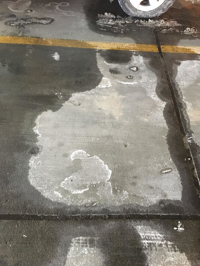This Parking Spot Has A Salty Cat On It
