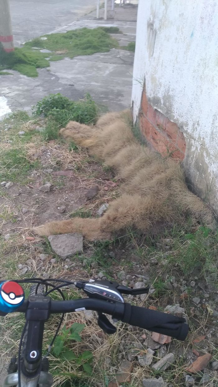 This Grass That Looks Like A Giant Cat