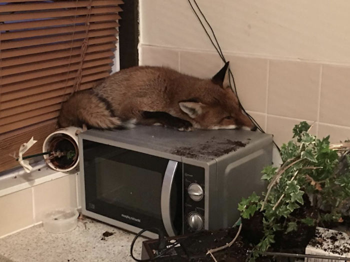 Walked Into The Kitchen Only To Find A Fox That Had Just Randomly Decided To Sneak Into The House And Take A Nap On Top Of Their Microwave