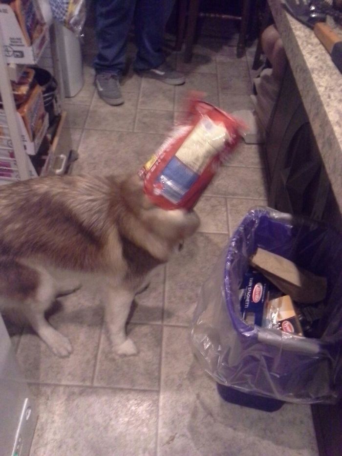 My Dog Had Been Quiet For Way Too Long...... Found Her In The Kitchen Like This