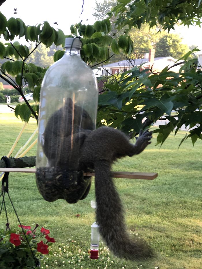 Stuck In A Bird Feeder In Front Of His Squirrel Friends. He Got Out