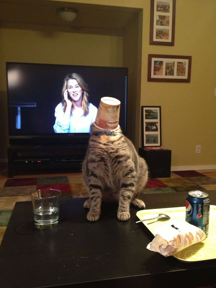 My Cat Got His Head Stuck In The Ice Cream Container. Tried To Back Up. Found That There Was Less Table Than He Thought.