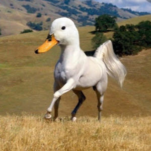 amyvandenberg_1 avatar