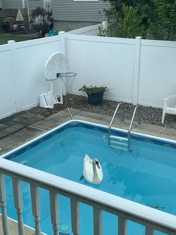This Morning There Was A Swan In My Swimming Pool