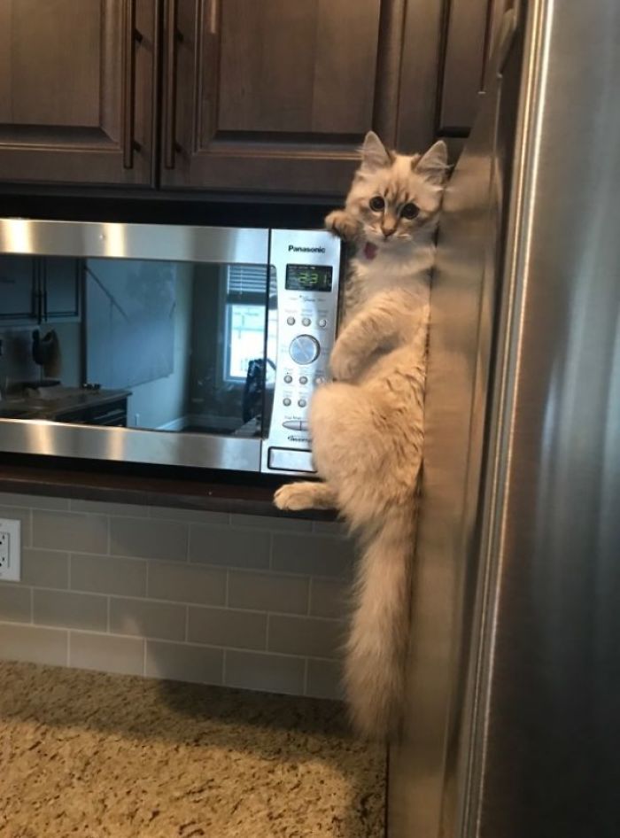How I Found My Kitten Trying To Steal Food From The Top Of The Fridge
