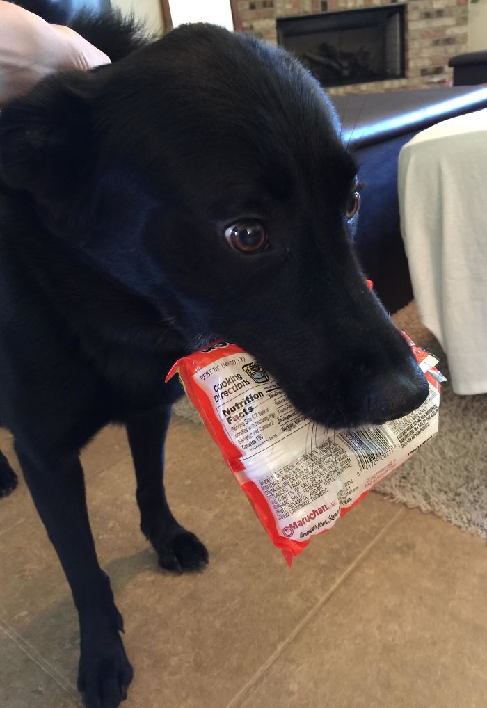 Busted. With The Ramen She Stole From The Pantry