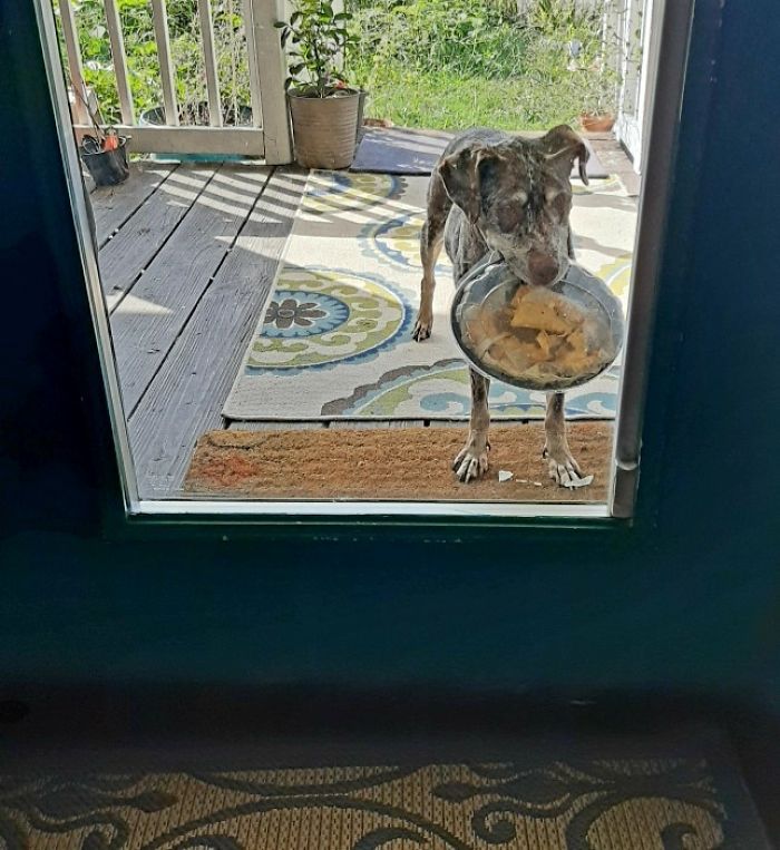 My Dog Escaped. Showed Up At The Front Door With Unopened Nachos