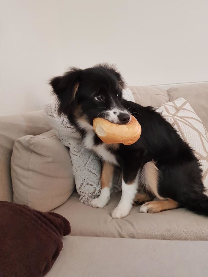 Rare Pic Of The Infamous Bread Thief