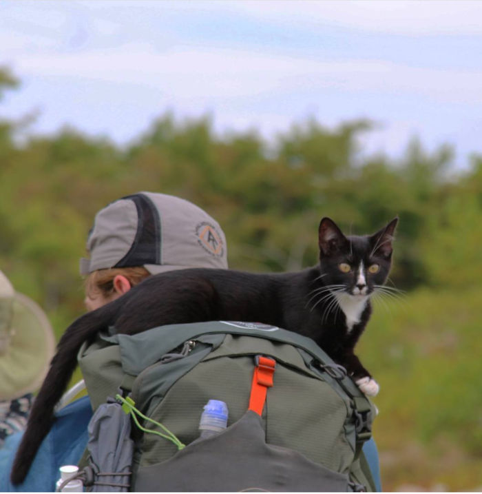 The Cat I Adopted While Thru Hiking The Appalachian Trail In 2017, "Odie". He Rode On My Pack Like This All Day And Napped, Or When He Wanted Down To Hike Or Use The Bathroom He'd Get Up And Meow In My Ear