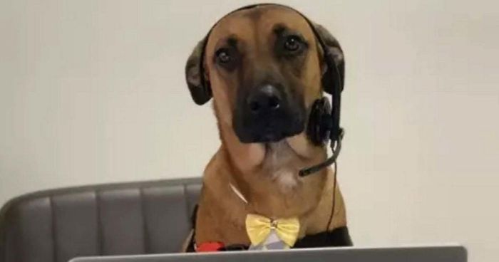 Este perro visitaba un concesionario diariamente y al final lo adoptaron y le dieron trabajo