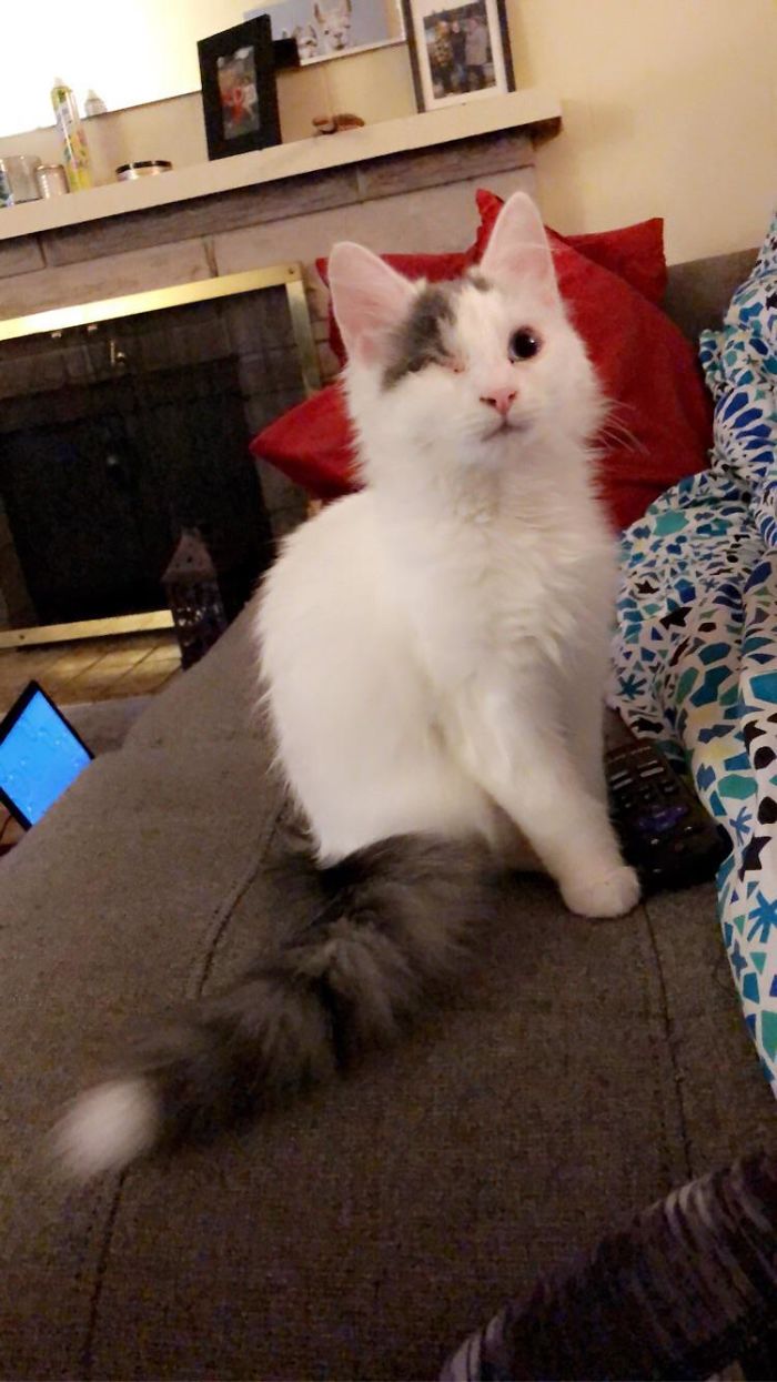 I Adopted This One Eyed Cat I Named Loki