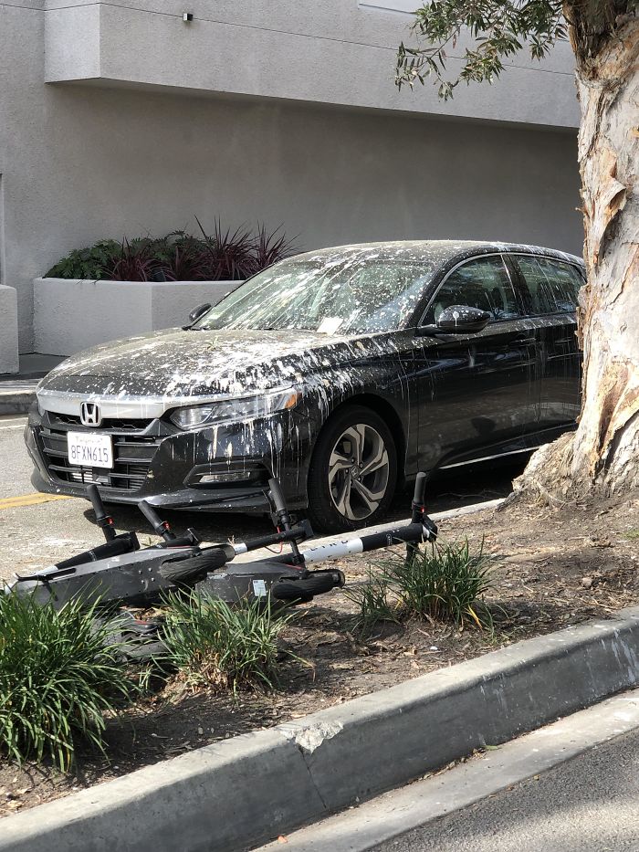 Qué podría salir mal si dejas tu coche aparcado durante días bajo un árbol lleno de aves