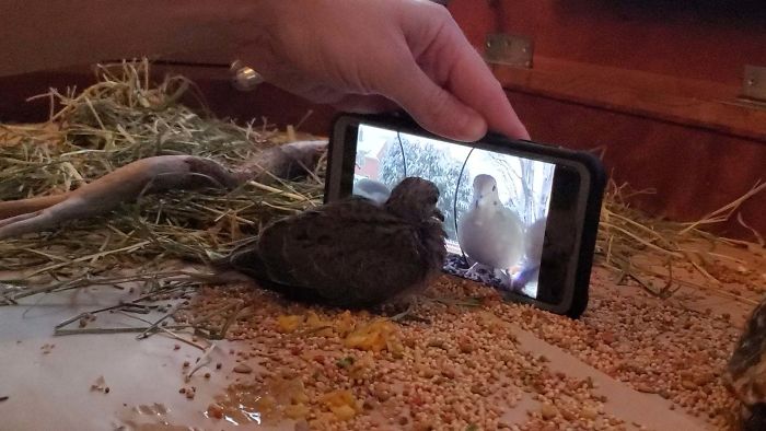 Rescued Dove Learns To Eat By Watching Others. No More Force Feeding!