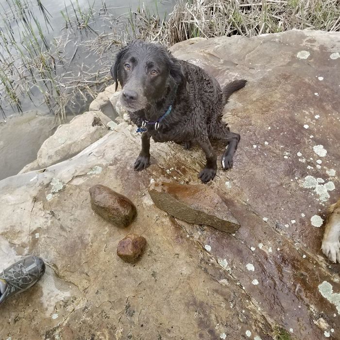 She Thinks It’s Her Job To Pull Rocks Out Of The Lake. The Big One Is 14lbs. She’s 12 Years Old