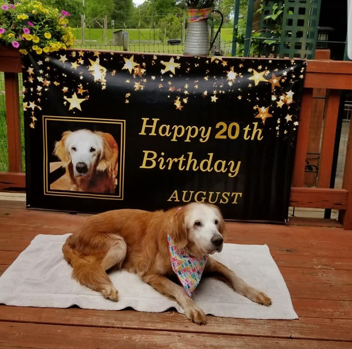Meet August, Officially The Oldest Living Golden Retriever! She Turned 20 Years Old