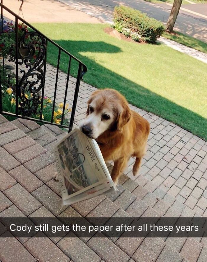 Cody Is The Bestest Old Boy