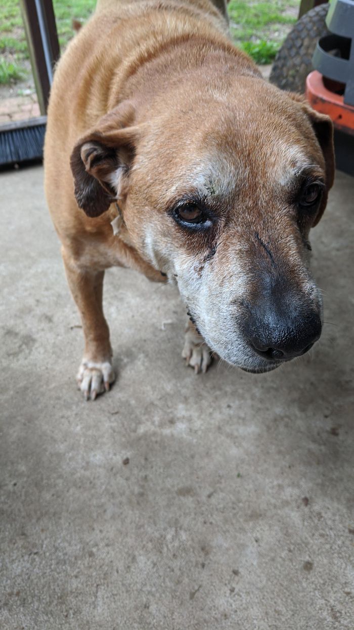 This Is Red, Red Is About 15-Years-Old And Is A Pitbull Mix Say Hi