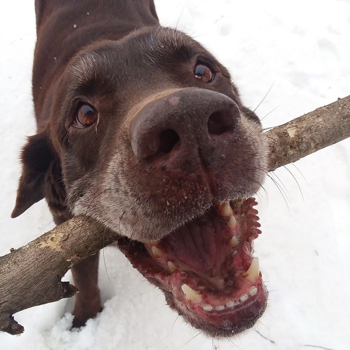 My Old Boy Playing With His Stick