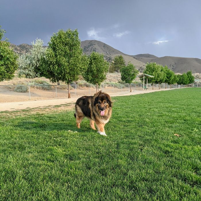 My 13-Year-Old Man Looking Majestic At The Dog Park