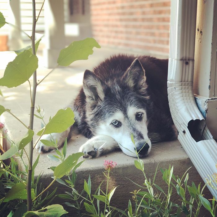 She Can’t Go For Walks Anymore, But 13-Year-Old Moon Is A Great Supervisor When I Water Our Garden