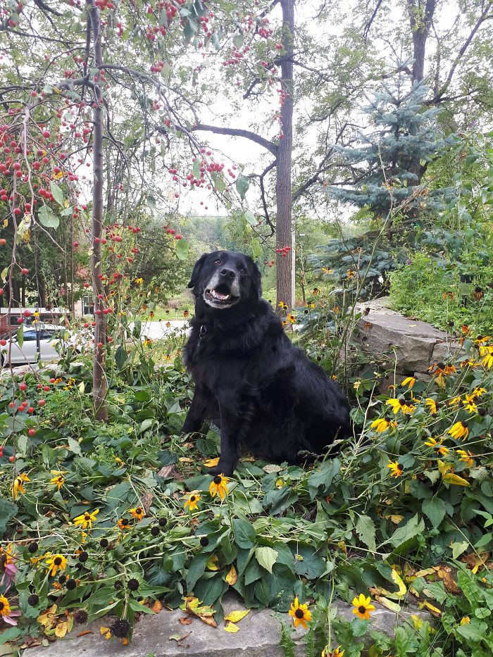 Good Boy In The Garden. He's 13 Years Old