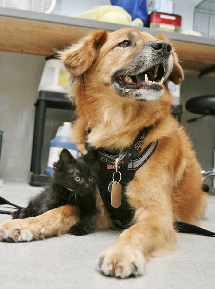 The Arizona Humane Society Uses Boots, A Senior Dog, To Acclimate Kittens To Dogs