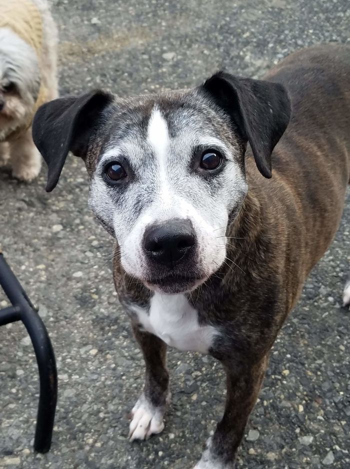 This Is Kensey, My 12-Year-Old Girl. Her Face Used To Be All Brown Except For The Stripe. Lots Of Old-Dog Health Issues, But She Doesn't Notice Any Of Them. Still As Bossy As Ever