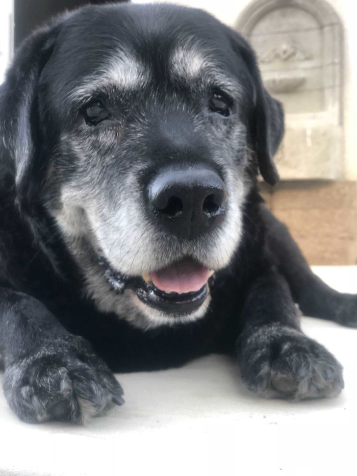 Stout Is 16 And Wants Your Scritches