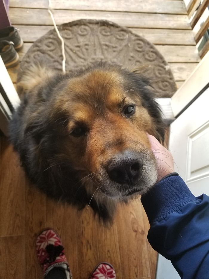 Old Good Boy, His Name Is Bear