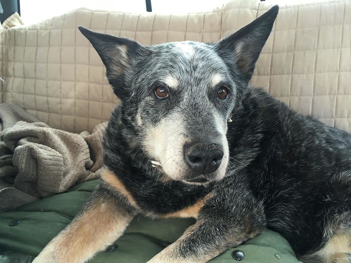 Buddy Boy, The 15 Year Old Cattle Dog. Lumpy And Slow But Still Rules The Back Seat Of The Truck