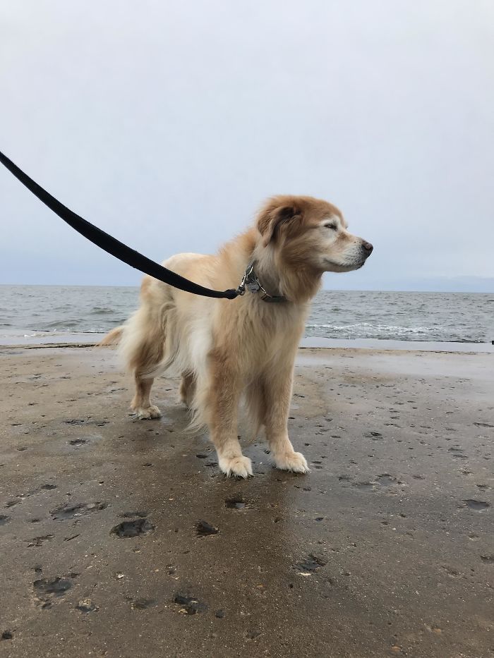 Celebrating Molly’s 16th Birthday With A Walk To The Pier