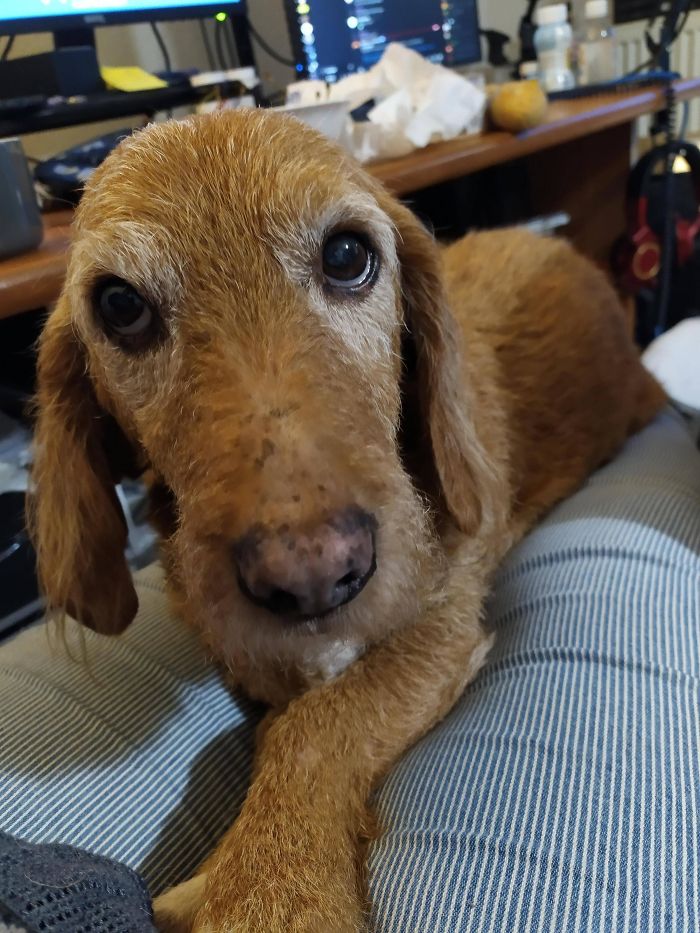 My Old Boy Still Uses The "Puppy Eyes" Move