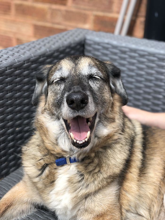 My 15 Year Old Woofer Is The Happiest Boy Alive! He’s One Of A Kind