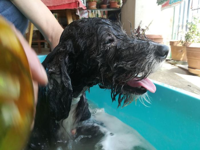 My 15-Year-Old Blind Dog Happy While Taking A Bath
