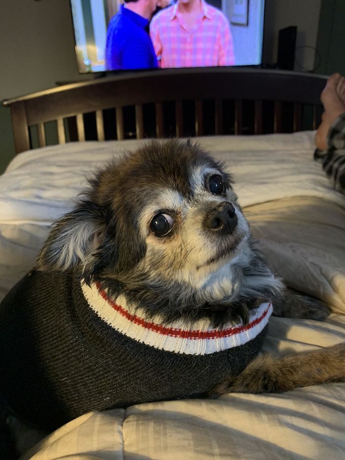 Cheech Is The Cutest Old Woman I Know, Like A Little Raccoon. She’s Gonna Be 14 This Year, And She’s My Oldest Furry Friend